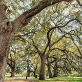 Forsyth Park