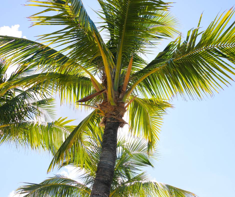 Palm tree against a clear blue sky