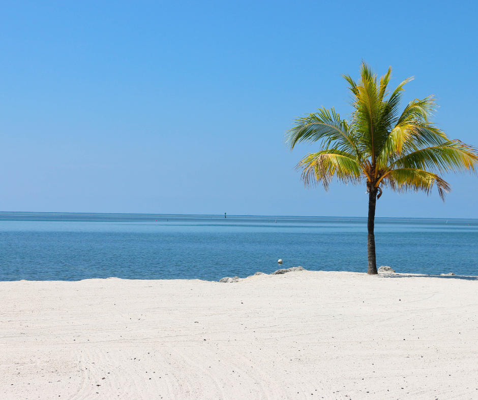 Palm tree on a sandy beach with clear blue sky and ocean.