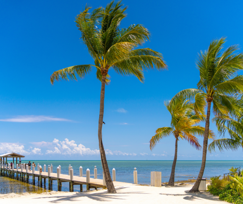 Palm trees by a dock with clear blue sky and ocean