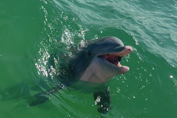 Double Fun Pontoon Rentals