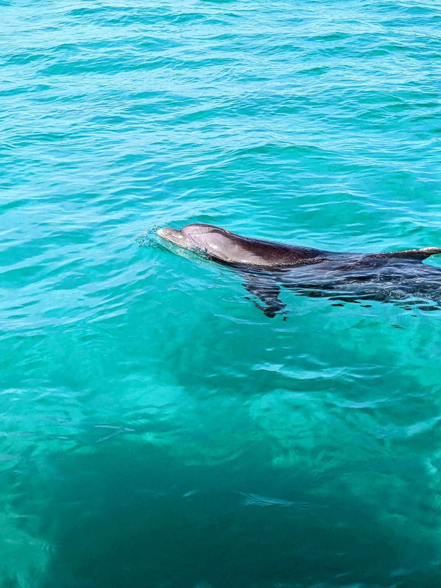 Destin Pontoon Charters