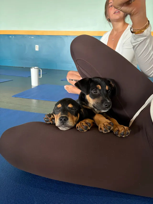 Puppy Power Yoga