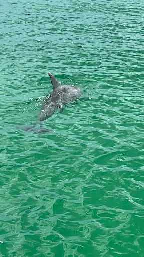 Sandy Bottom Boat Tours