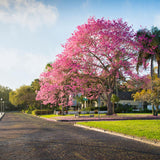 Historic Old Northeast